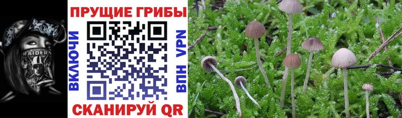 кракен рабочий сайт  Сельцо  Псилоцибиновые грибы Psilocybine cubensis 